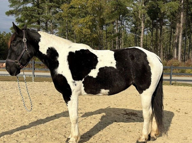 Pinto Draft Mare Pinto Draft Mare