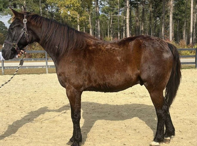 Black Quarter Horse Gelding Black Quarter Horse Gelding