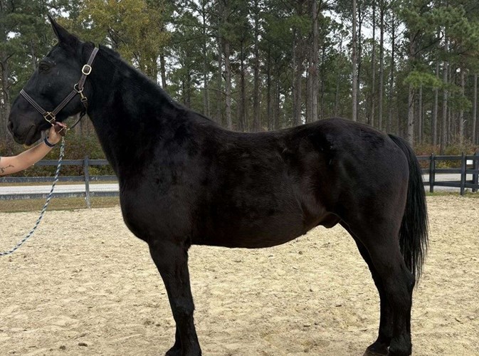 Black Draft Gelding Black Draft Gelding