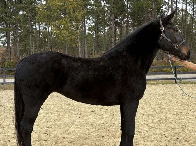 Black Draft Mare Black Draft Mare