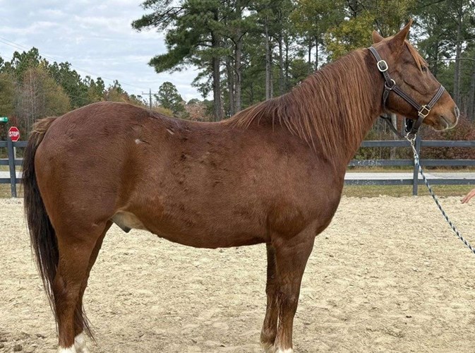 Sorrel Quarter Pony Gelding Sorrel Quarter Pony Gelding