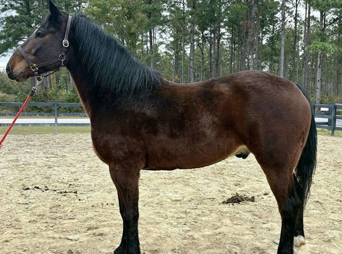 Bay Draft Gelding Bay Draft Gelding