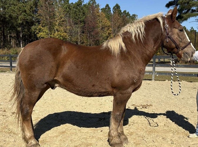 Sorrel Draft Gelding Sorrel Draft Gelding
