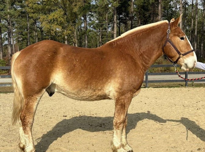 Sorrel Belgian Gelding Sorrel Belgian Gelding