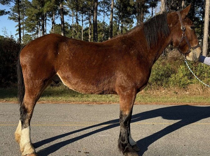 Bay Draft Gelding Bay Draft Gelding