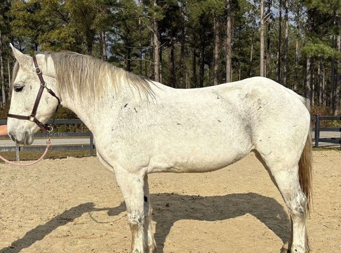 Grey Percheron Mare Grey Percheron Mare