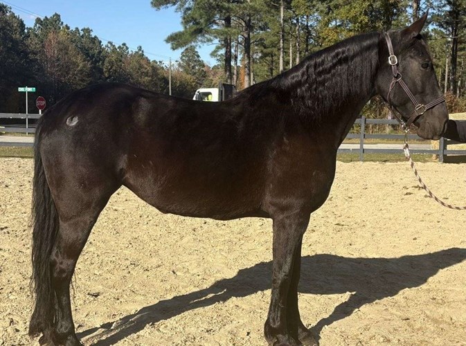 Black Friesian Mare Black Friesian Mare