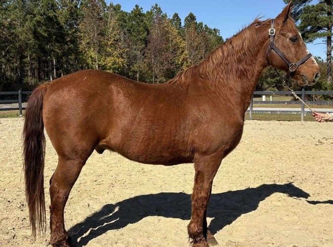 Sorrel Morgan Gelding Sorrel Morgan Gelding