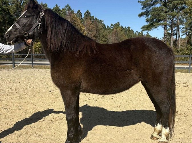 Black Haflinger Gelding Black Haflinger Gelding