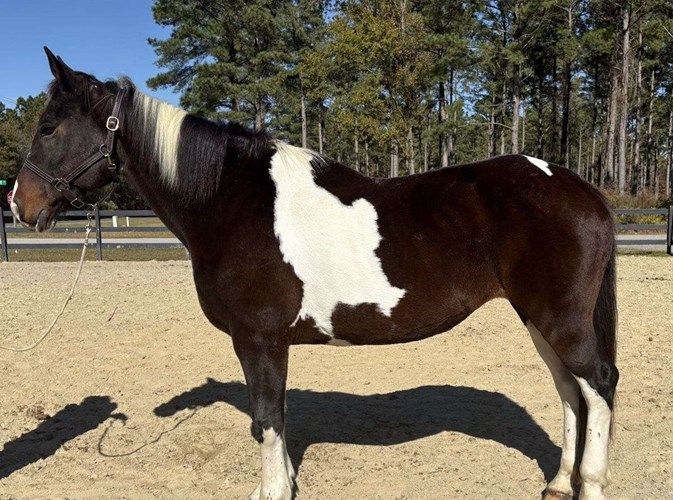 Pinto Draft Mare Pinto Draft Mare