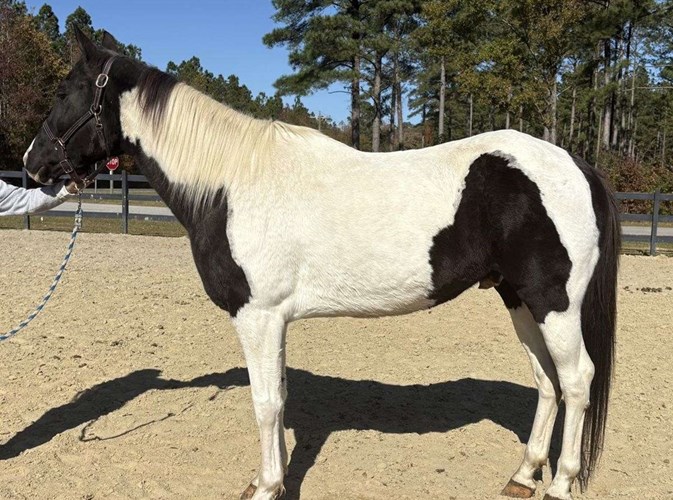 Pinto Quarter Horse Gelding Pinto Quarter Horse Gelding