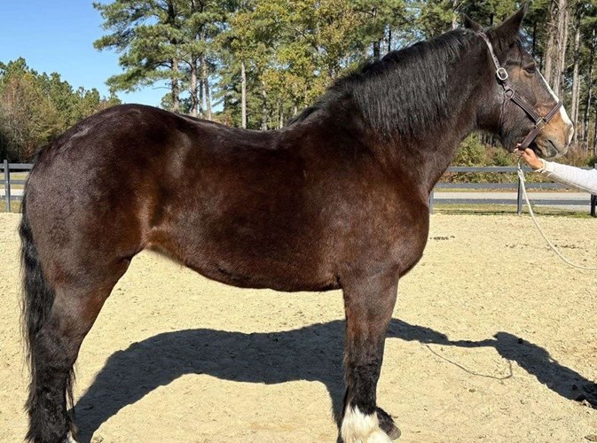Bay Percheron Mare Bay Percheron Mare