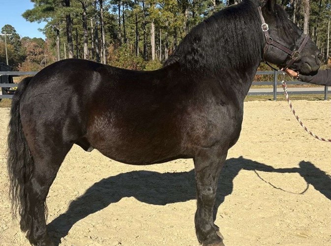 Black Draft Gelding Black Draft Gelding