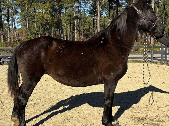 Black Draft Mare Black Draft Mare