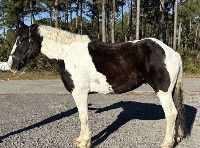 Pinto Draft Gelding Pinto Draft Gelding