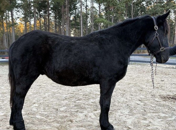 Black Draft Gelding Black Draft Gelding