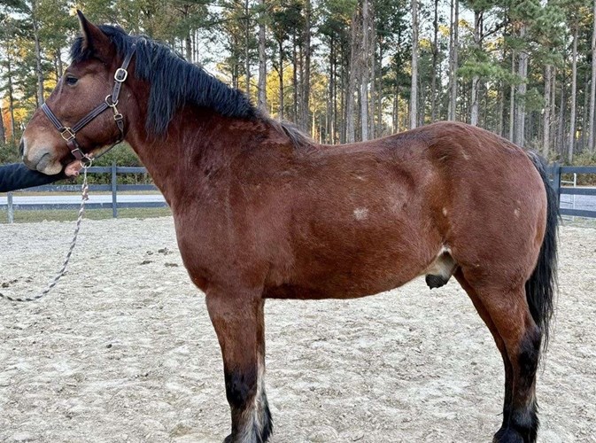 Draft Gelding Draft Gelding