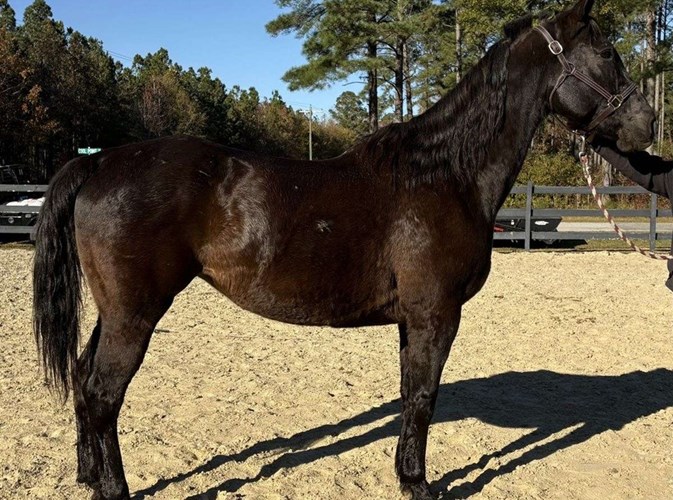 Black Quarter Horse Mare Black Quarter Horse Mare