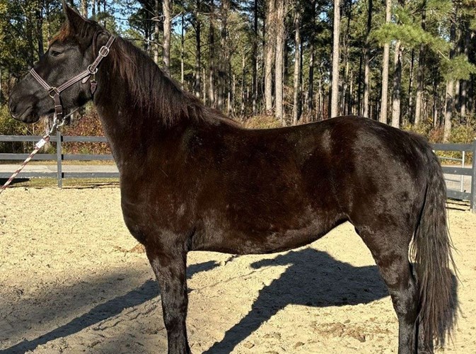 Black Draft Mare Black Draft Mare