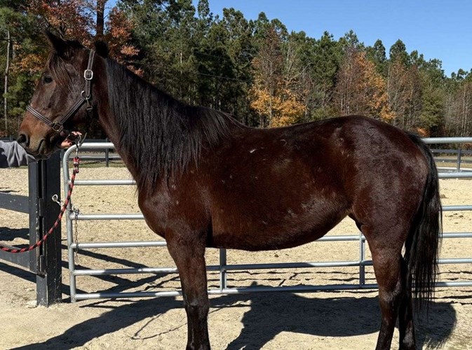 Bay Quarter Horse Mare Bay Quarter Horse Mare