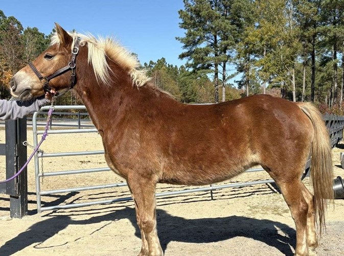 Sorrel Haflinger Mare Sorrel Haflinger Mare