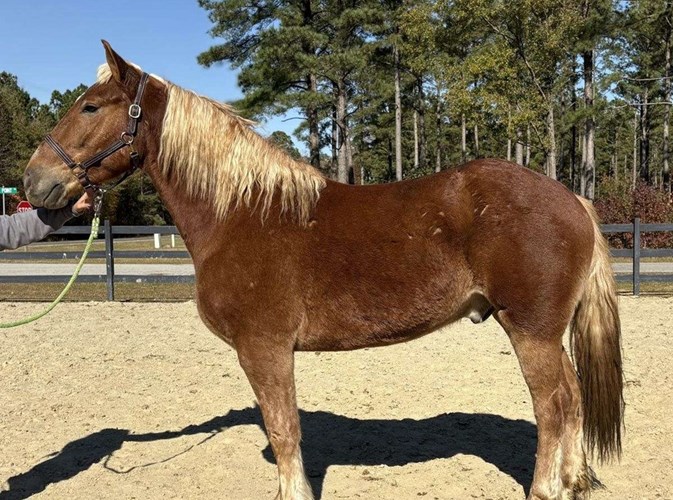 Sorrel Draft Gelding Sorrel Draft Gelding