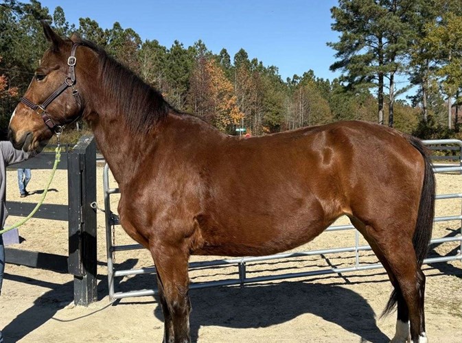 Bay Draft Mare Bay Draft Mare