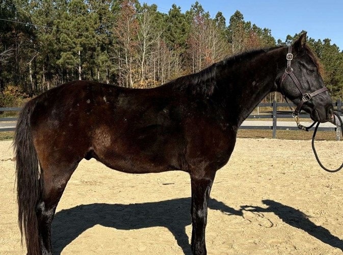 Black Morgan Gelding Black Morgan Gelding