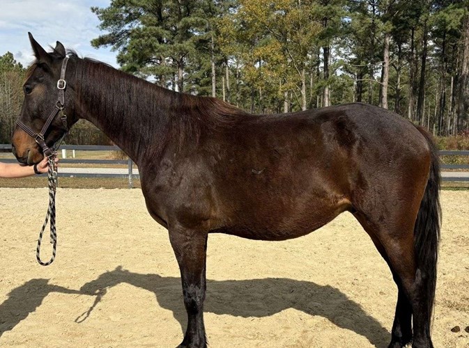 Bay Friesian Gelding Bay Friesian Gelding