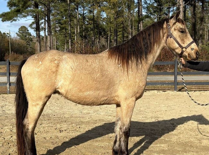 Buckskin Friesian Gelding Buckskin Friesian Gelding