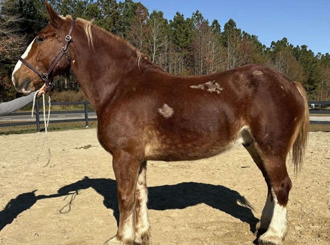 Sorrel Belgian Gelding Sorrel Belgian Gelding