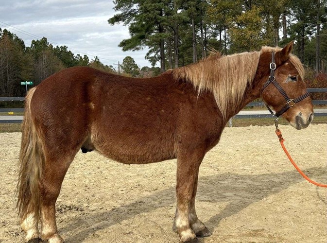 Sorrel Haflinger Gelding Sorrel Haflinger Gelding