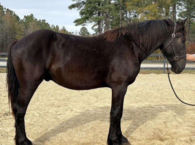 Black Draft Gelding Black Draft Gelding