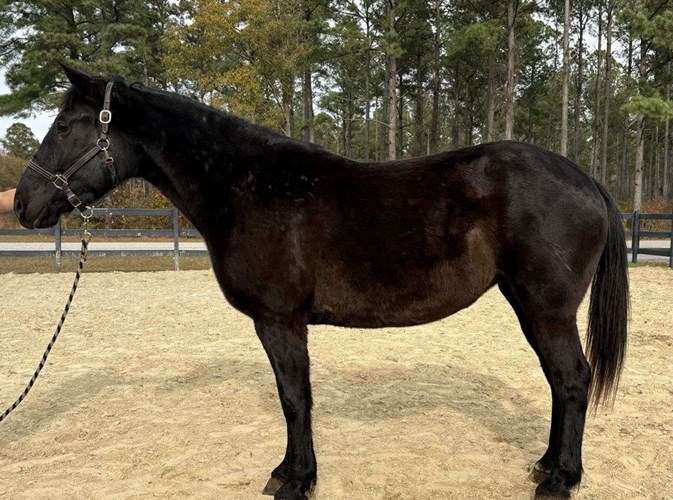 Black Draft Mare Black Draft Mare