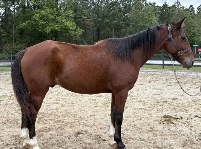 Bay Quarter Horse Gelding Bay Quarter Horse Gelding