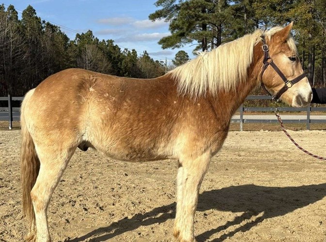 Sorrel Haflinger Gelding Sorrel Haflinger Gelding