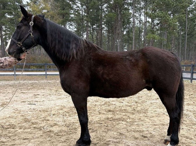 Black Dutch Warmblood Gelding Black Dutch Warmblood Gelding