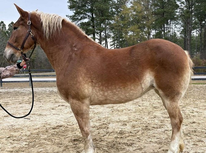 Sorrel Belgian Mare Sorrel Belgian Mare