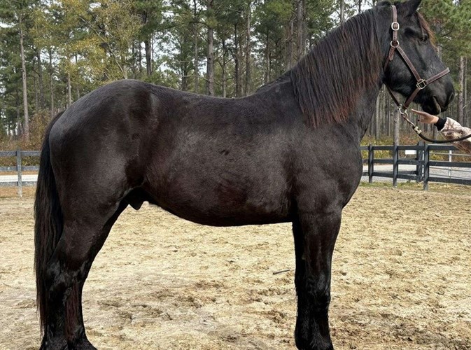Black Friesian Gelding Black Friesian Gelding