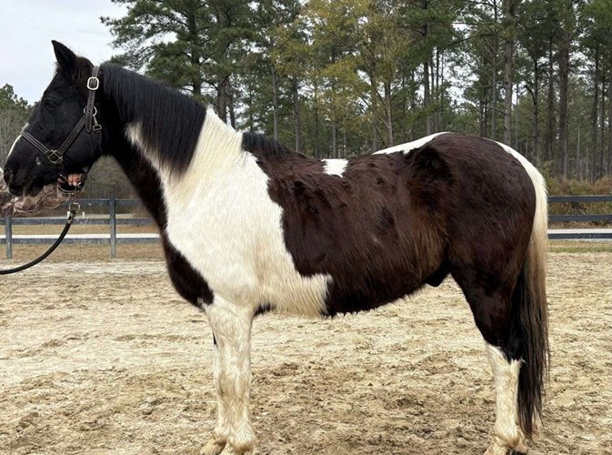 Pinto Paint Gelding Pinto Paint Gelding