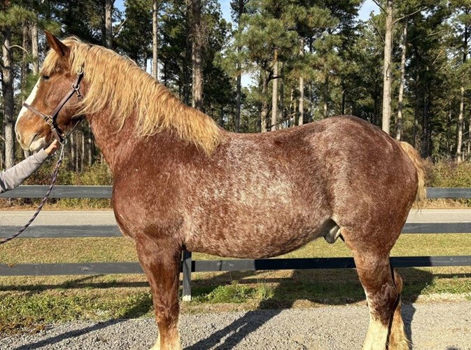 Red Roan Belgian Gelding Red Roan Belgian Gelding