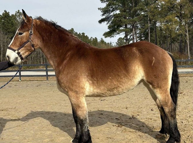 Buckskin Draft Mare Buckskin Draft Mare
