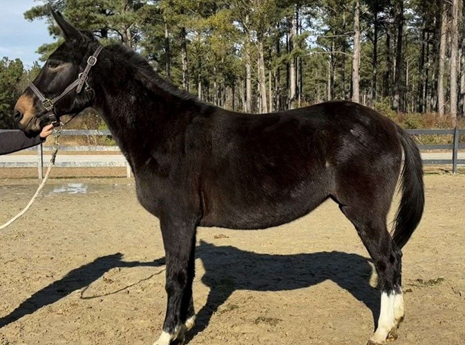Black Mule Mare Black Mule Mare