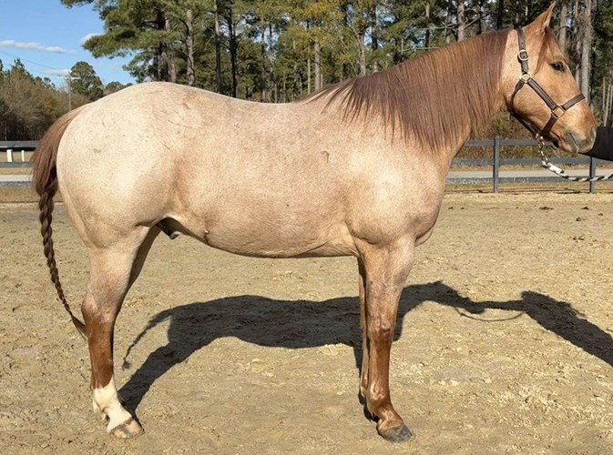 Red Roan Quarter Horse Gelding Red Roan Quarter Horse Gelding