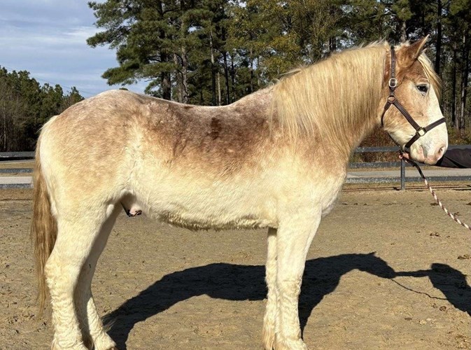 Red Roan Belgian Gelding Red Roan Belgian Gelding