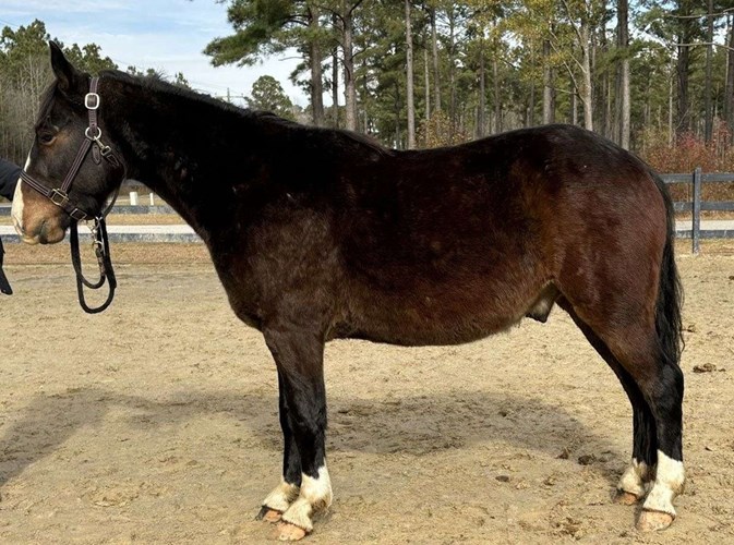 Bay Quarter Horse Gelding Bay Quarter Horse Gelding