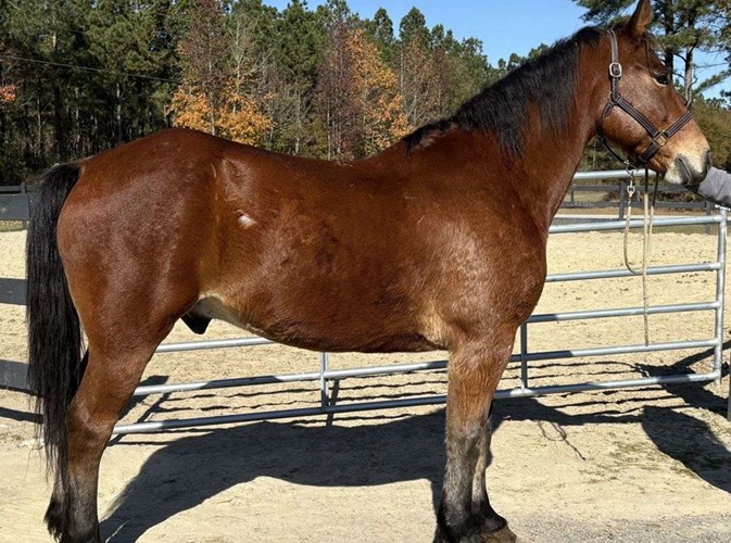 Bay Draft Gelding Bay Draft Gelding