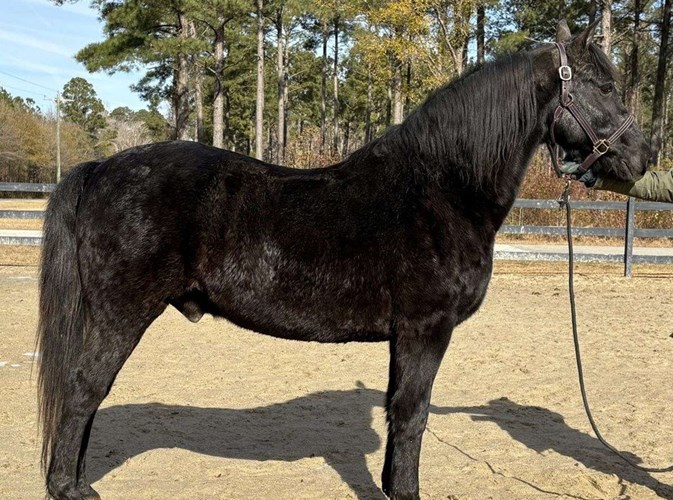 Black Morgan Gelding Black Morgan Gelding
