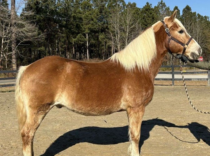 Sorrel Haflinger Gelding Sorrel Haflinger Gelding