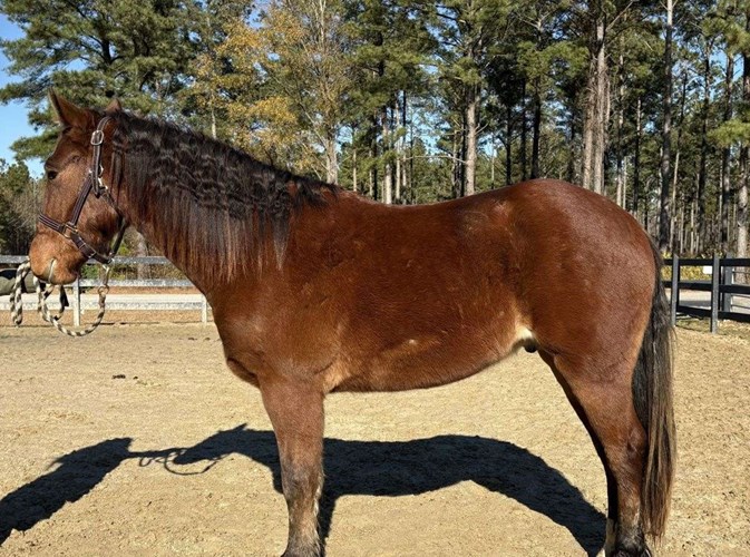 Bay Quarter Horse Gelding Bay Quarter Horse Gelding